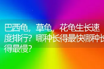 巴西龟，草龟，花龟生长速度排行？哪种长得最快哪种长得最慢？