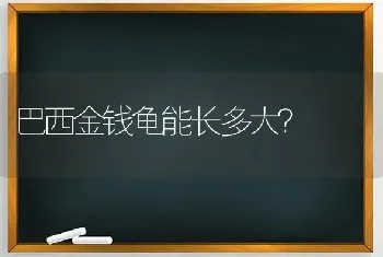 巴西金钱龟能长多大？