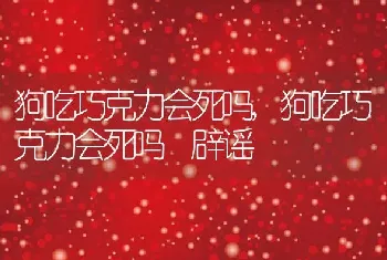 狗吃巧克力会死吗，狗吃巧克力会死吗 辟谣