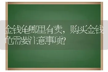 金钱龟哪里有卖，购买金钱龟需要注意事项？