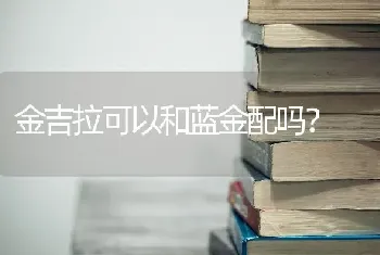 金吉拉可以和蓝金配吗？