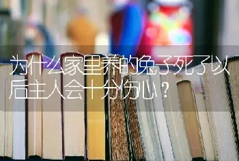 为什么家里养的兔子死了以后主人会十分伤心？