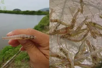 配合饲料质量对南美白对虾池水环境的影响，误区和反思