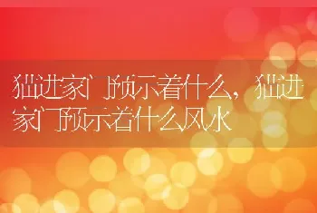 猫进家门预示着什么，猫进家门预示着什么风水