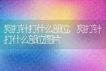 狗打针打什么部位，狗打针打什么部位图片