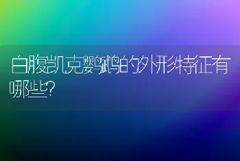 白腹凯克鹦鹉的外形特征有哪些？