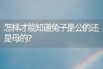 怎样才能知道兔子是公的还是母的？