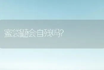 蜜袋鼯会自残吗？