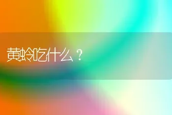 黄蛉吃什么？