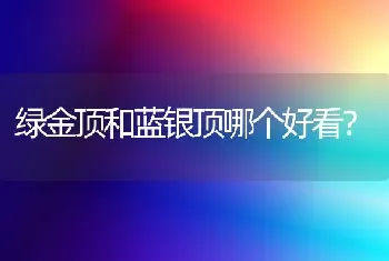 绿金顶和蓝银顶哪个好看？