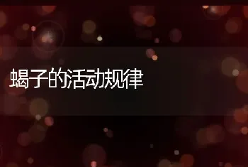 蝎子的活动规律