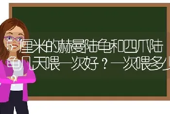 5厘米的赫曼陆龟和四爪陆龟几天喂一次好？一次喂多少？