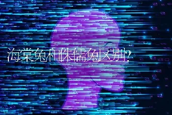 海棠兔和侏儒兔区别？