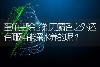 蛋龟里除了剃刀麝香之外还有哪种能深水养的呢？