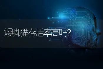 矮脚猫存活率高吗？