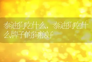 泰迪狗吃什么，泰迪狗吃什么牌子的狗粮好