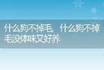 什么狗不掉毛，什么狗不掉毛没体味又好养