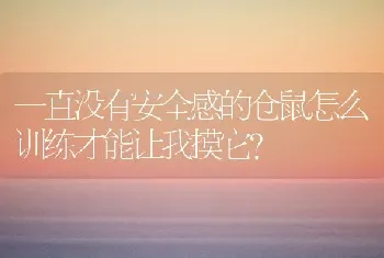 一直没有安全感的仓鼠怎么训练才能让我摸它？