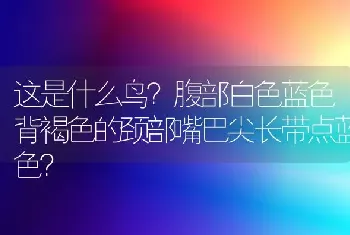 这是什么鸟？腹部白色蓝色背褐色的颈部嘴巴尖长带点蓝色？