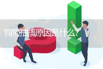 狗狗抽搐原因是什么？