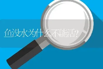 鱼没水为什么不能活？