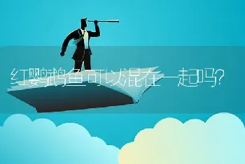 红鹦鹉鱼可以混在一起吗？