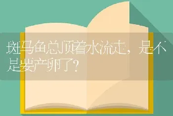 斑马鱼总顶着水流走，是不是要产卵了？