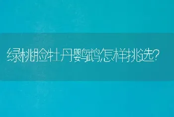 绿桃脸牡丹鹦鹉怎样挑选？