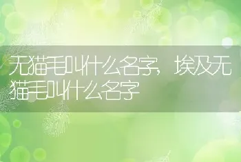 无猫毛叫什么名字，埃及无猫毛叫什么名字