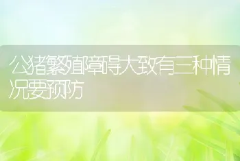 公猪繁殖障碍大致有三种情况要预防