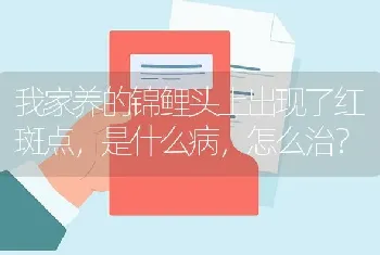 我家养的锦鲤头上出现了红斑点，是什么病，怎么治？