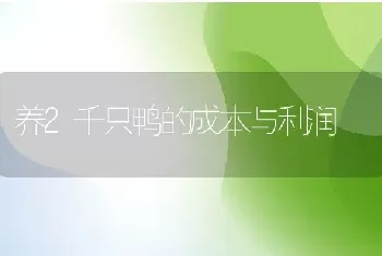 养2千只鸭的成本与利润