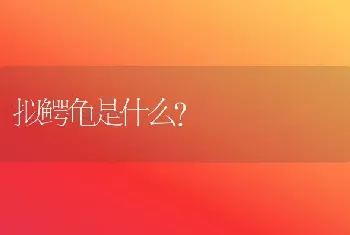 拟鳄龟是什么？