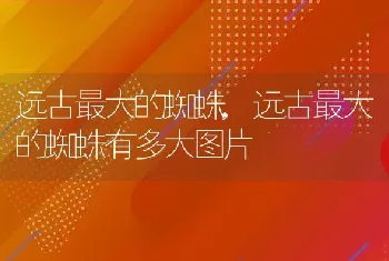 远古最大的蜘蛛，远古最大的蜘蛛有多大图片