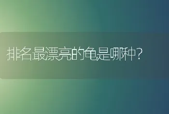 排名最漂亮的龟是哪种？