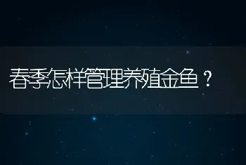 春季怎样管理养殖金鱼？