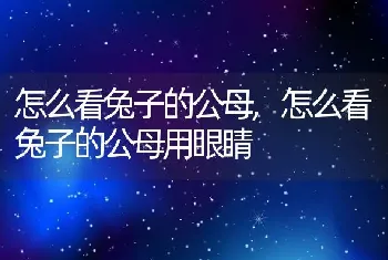 怎么看兔子的公母，怎么看兔子的公母用眼睛