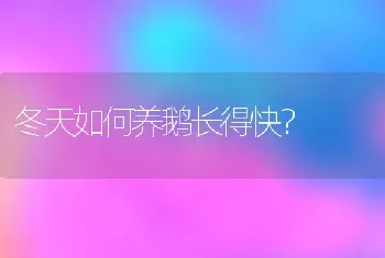 冬天如何养鹅长得快？