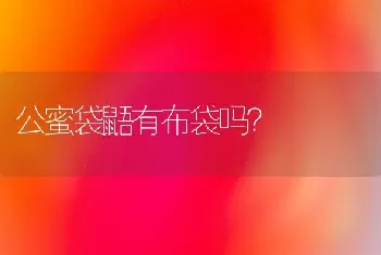 公蜜袋鼯有布袋吗？