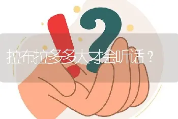 拉布拉多多大才会听话？