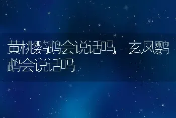 黄桃鹦鹉会说话吗，玄凤鹦鹉会说话吗