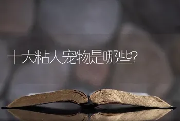 十大粘人宠物是哪些？