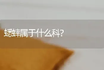 蟋蟀属于什么科？