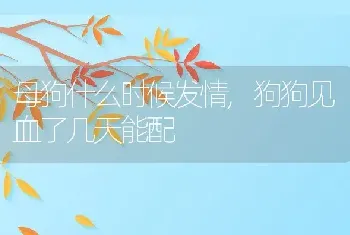 母狗什么时候发情，狗狗见血了几天能配