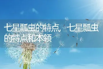 七星瓢虫的特点，七星瓢虫的特点和本领