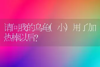 请问我的乌龟(小)用了加热棒以后？