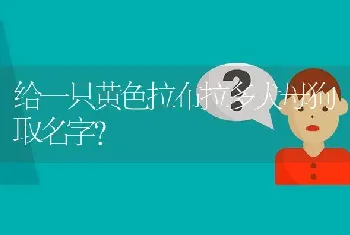 给一只黄色拉布拉多犬母狗取名字？