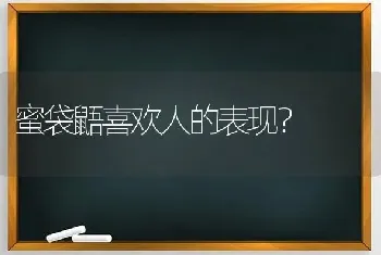 蜜袋鼯喜欢人的表现？