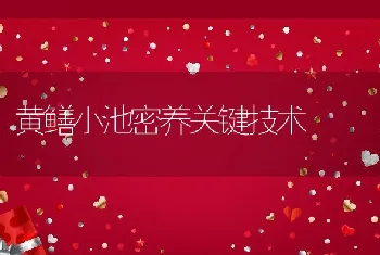 黄鳝小池密养关键技术