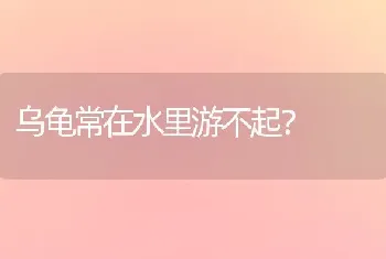 乌龟常在水里游不起？